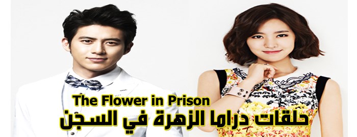حلقات مسلسل الزهرة في السجن The Flower In Prison Episodes